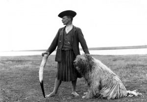 Komondor a pusztán