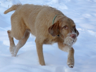 Vizsla a hóban