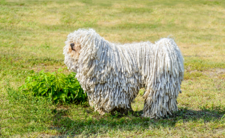Puli