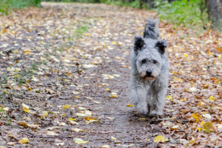 Pumi