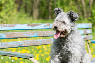 Pumi