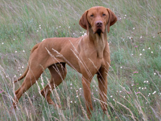 Rövidszőrű vizsla