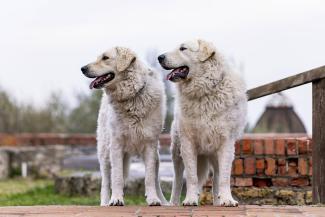 Közös munka