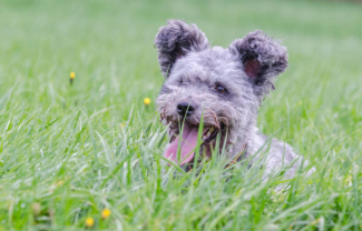 Pumi